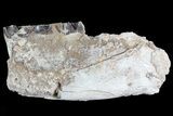 Hyracodon (Running Rhino) Jaw Section - South Dakota #80147-1